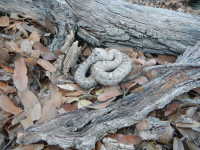 Threatened New Mexico Ridge-nosed Rattlesnake