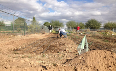 Workers laying drainage in soil.
