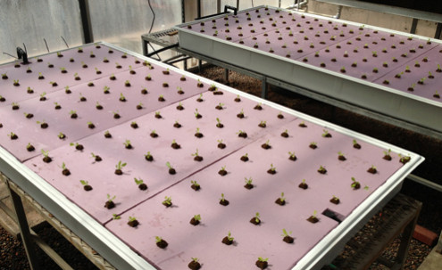Two tables of seedlings.