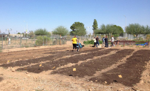 Volunteers planting in rows.