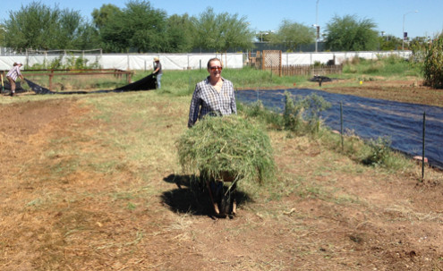 A volunteer with hay in a wheelbarrow.