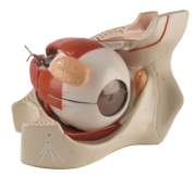Photo of Giant Eye Model