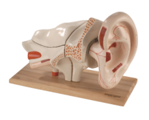 Photo of Ear Model