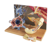 Photo of Motor Neuron Diorama