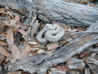 Rattlesnakes