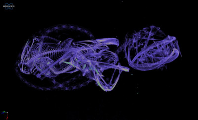 Deep fish spiraling dragonfish