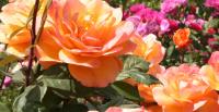 Roses