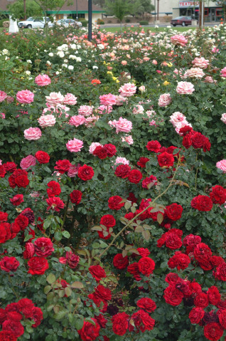 Red, pink, and white roses