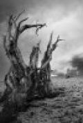 Image of an ancient Bristlecone Pine by Mihwa Werle