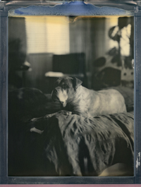 Photo of a dog, taken by Neal Winter