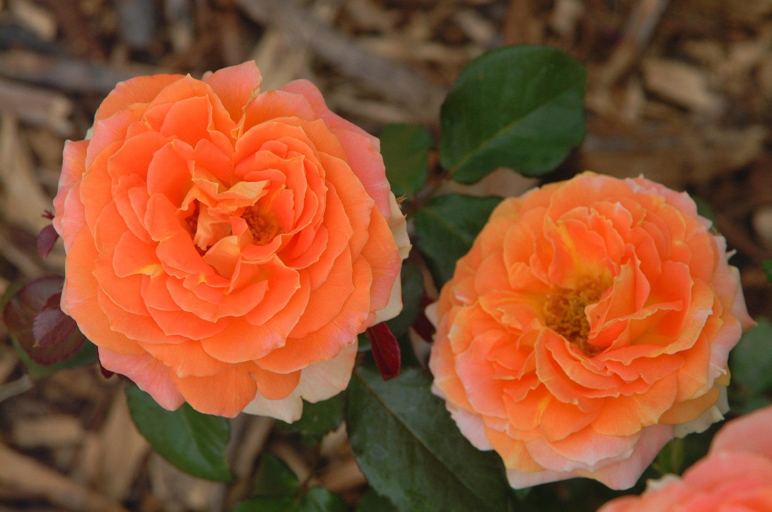 Caring for Roses | Mesa Community College