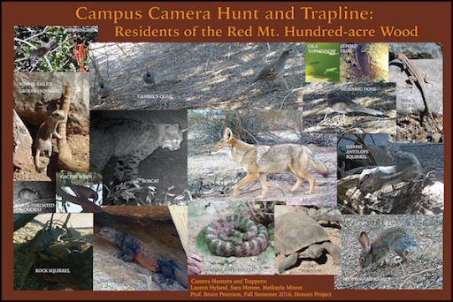 Camera Hunt and Trapline