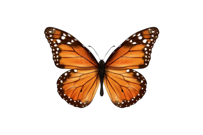 Volunteer with Life Science Gardens