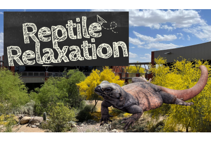 Reptile Relaxation at Red