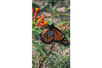 Fall Migration!  Come and help look for Monarch butterflies at the Greenhouse