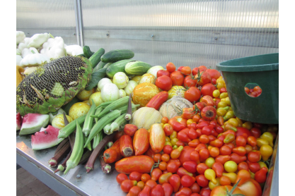 Garden harvest