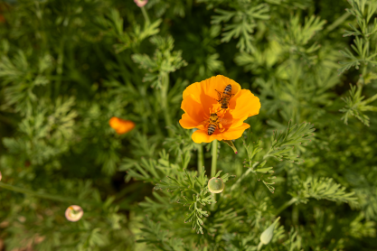 Two bees inside an orange flower. 