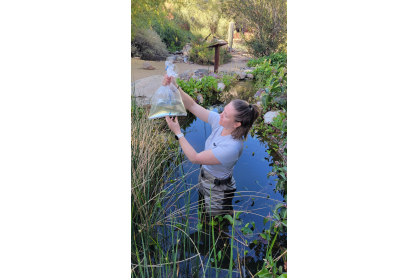 Sarah Liptack, MCC Life Science Exhibits curator, examining collected Lowland Leopard Frog egg masses.