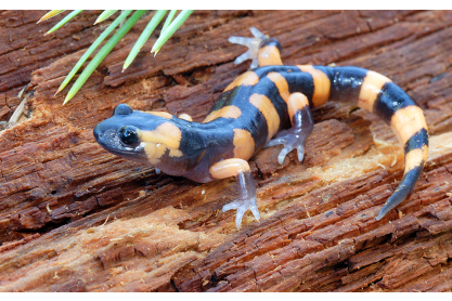 Salamander