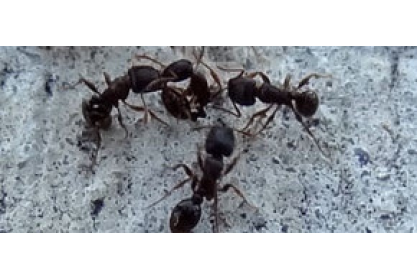 Life Science Professor Publishes Ant Research 