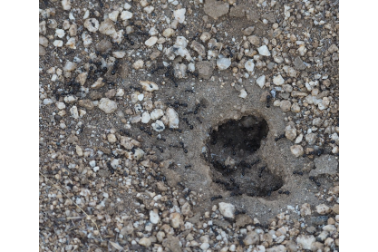 Life Science professor co-authors research article on Desert Harvester Ants