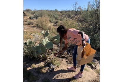 MCC student with long dark hair wearing pink t-shirt and jeans is bending over a cactus holding a brown paper bag to collect plant seeds. 