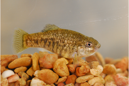 Small, but mighty, endangered fish take a step towards recovery