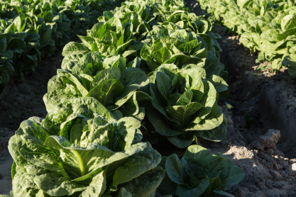 Close up of row of lettuce in a field. 