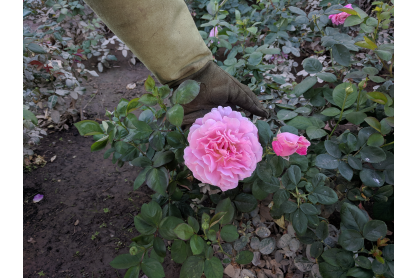 Inaugural Sonoran International Rose Trials judging at MCC