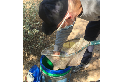Arizona Game and Fish Department employee Anthony Robinson prepares to collect endangered Gila Topminnows from the cienega