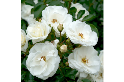  Innocencia white rose bush 