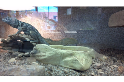 Meet and Greet the Animals of the Sonoran Desert