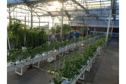 Interior of college greenhouse showing rows of growing plants.