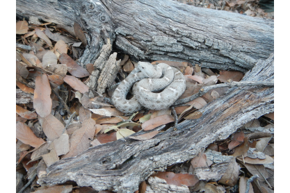 MCC Professor Andrew Holycross Leads Rattlesnake Distribution Research Team