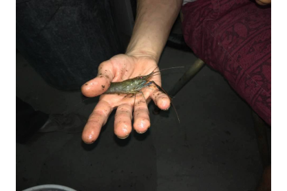 Raising giant freshwater prawns in the desert