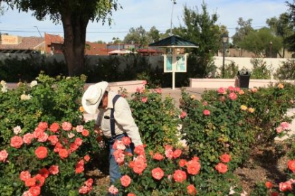 "Deadhead" Volunteers Needed in Rose Garden
