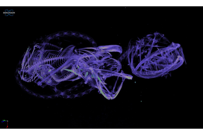 MCC Life Science Professor Spends Summer Scanning Fish Skeletons for Online Repository