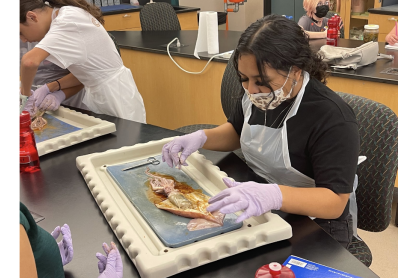 A 2022 STEAM Scholar dissecting a cephalopod, a squid/octopus type of marine creature.