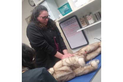 MCC Veterinary Technology student practicing CPR on dog mannequin