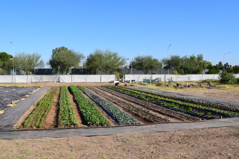 Update: MCC Agriculture Students Farmers Market