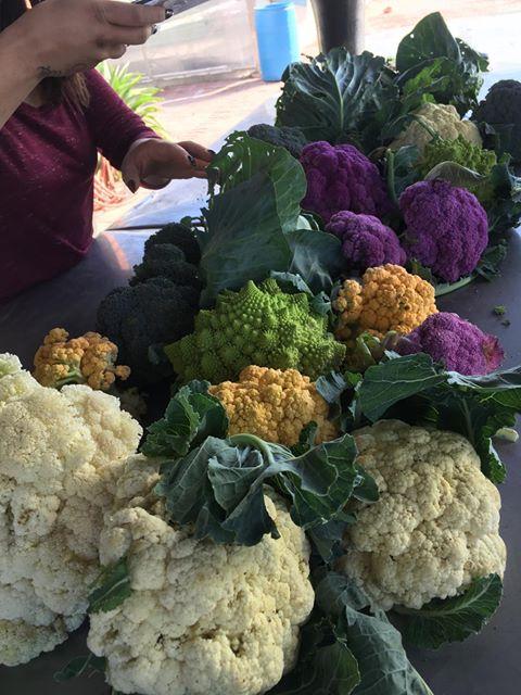 Update: MCC Agriculture Students Farmers Market