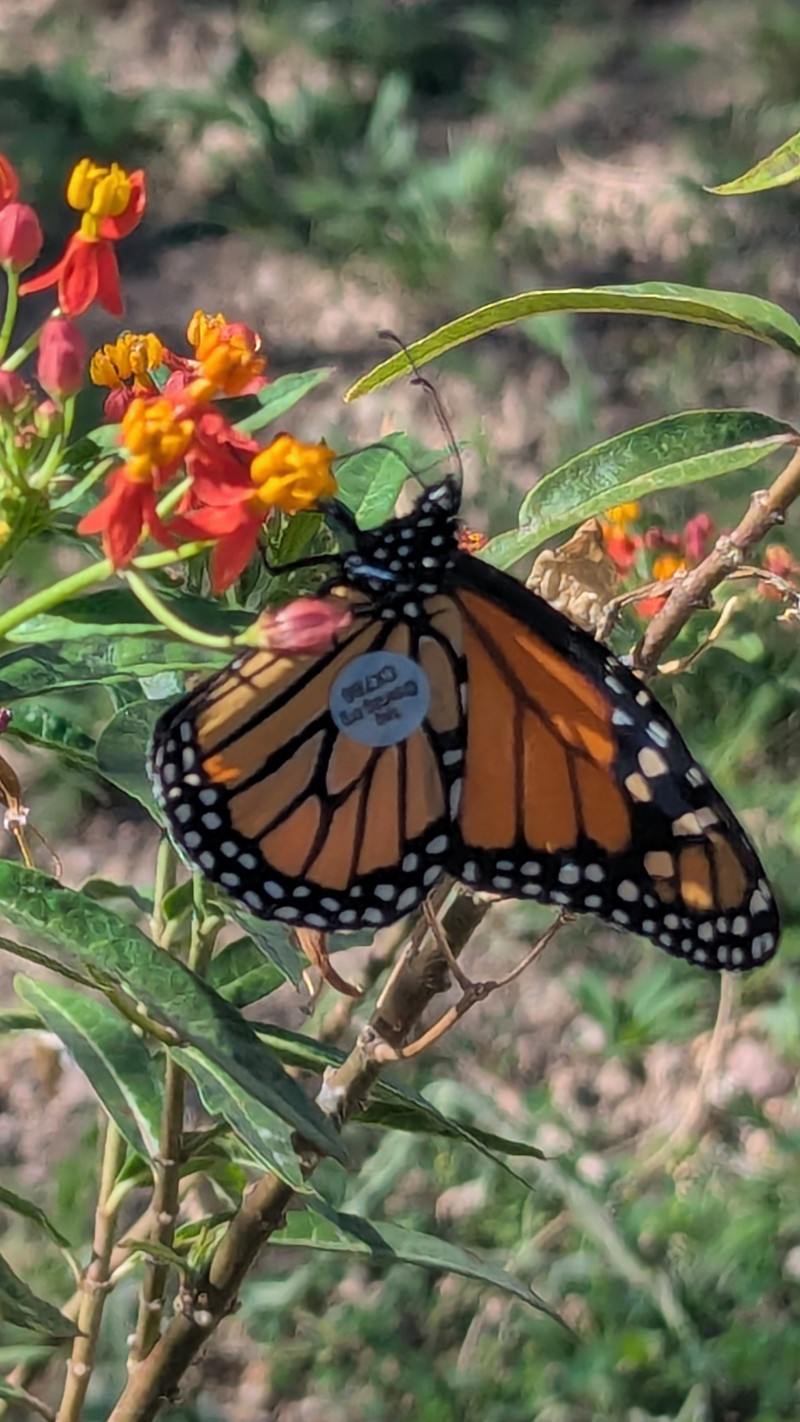 Fall Migration!  Come and help look for Monarch butterflies at the Greenhouse