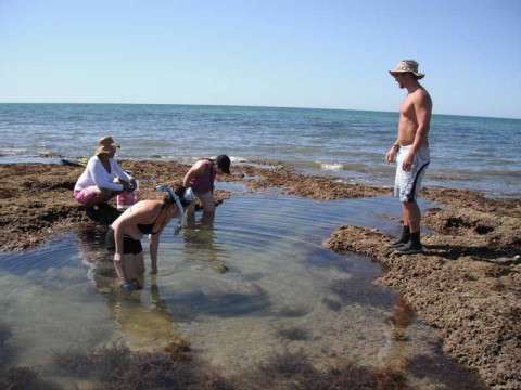people studying marine organisms