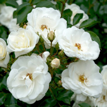 Innocencia white rose bush, white roses with widely opened petals