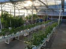 Interior of college greenhouse showing rows of growing plants. 