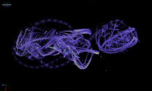 Deep See Fish Xray