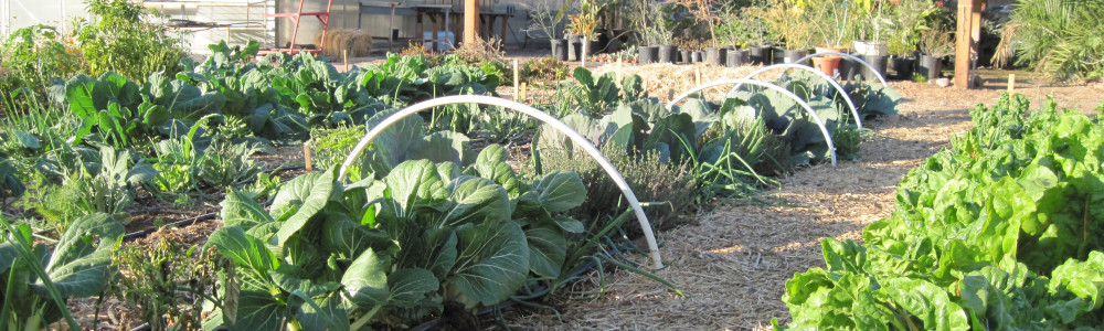 Rows of plants in a garden