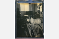 Photo of a dog, taken by Neal Winter