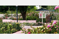 Photo of rose garden