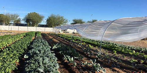 A green vegetable garden partially covered by a canopy.